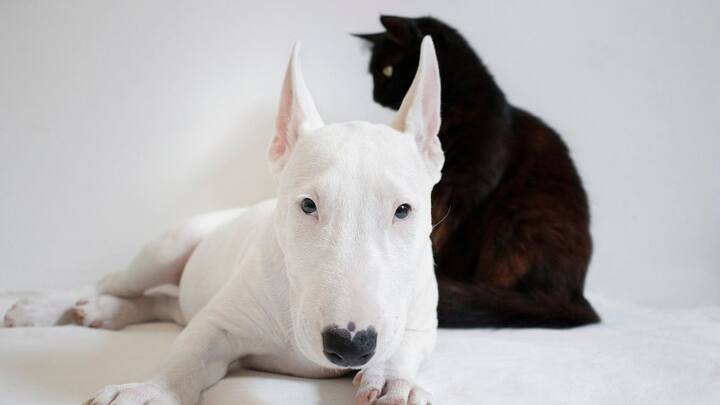 दरअसल इन दोनों जानवरों की आंखों में टेपटम ल्यूसिडम होता है. ये एक ऐसी रचना होती है जो कि रेटिना के जरिए लाइट को वापस परावर्तित कर देती है. इस वजह से बिल्ली और कुत्ते को रात में साफ दिखाई देता है.