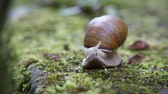 Animals Hibernate In Summer: गर्मी शुरू होते ही गहरी नींद में चले जाते हैं ये जानवर, क्या पूरे सीजन नहीं खाते खाना?