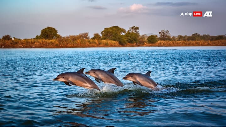 Dolphins In Indian River: हाल ही में भारत की नदियों में डॉल्फिन की संख्या को लेकर हुए सर्वे में पता चला है कि देश में कुल 6327 डॉल्फिन्स हैं. ये भी पता चला है कि किस राज्य में इनकी कितनी संख्या हैं.