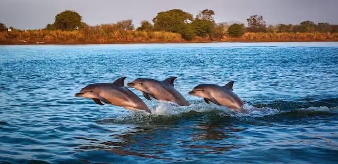 Dolphins In Indian River: ડોલ્ફિન ઘણીવાર માણસો સાથે રમતી જોવા મળે છે. તેઓ ખાસ કરીને ટોળામાં રહે છે. ભારતમાં ગંગા નદીમાં ડોલ્ફિન જોવા મળે છે, જેને ગંગા ડોલ્ફિન કહેવામાં આવે છે. તાજેતરમાં દેશમાં પહેલીવાર નદીમાં હાજર ડોલ્ફિનની સંખ્યા પર એક સર્વે હાથ ધરવામાં આવ્યો છે. આ સર્વેક્ષણમાં જાણવા મળ્યું છે કે ભારતમાં કુલ 6327 ડોલ્ફિન છે, જેમાંથી મોટાભાગની ગંગા નદીમાં જોવા મળે છે. ચાલો તમને જણાવીએ કે કયા રાજ્યમાં કેટલી ડોલ્ફિન છે.