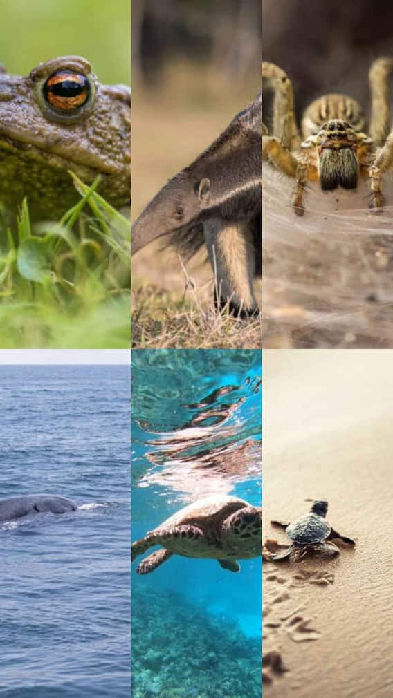 इन जीवों के पास नहीं होते हैं दांत