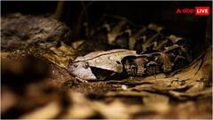 झाड़ियों में छिपकर क्यों केंचुली उतारते हैं सांप? नहीं जानते होंगे उनकी कमजोरी