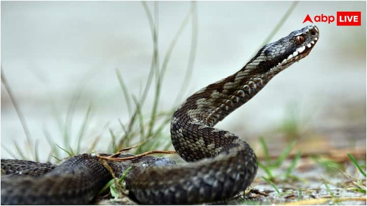 सांपों का जीवन अन्य जीवों से बहुत भिन्न होता है. इनके जीवन की महत्वपूर्ण प्रक्रिया होती है केंचुली बदलना. लगभग हर सांप अपने पूरे जीवनकाल में चार से पांच बार केंचुली बदलता है. यह एक सामान्य प्रक्रिया है.