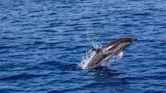 Dolphins In Indian River: भारत की नदियों में कुल कितनी डॉल्फिन, जानें किस राज्य में इनकी संख्या सबसे ज्यादा?