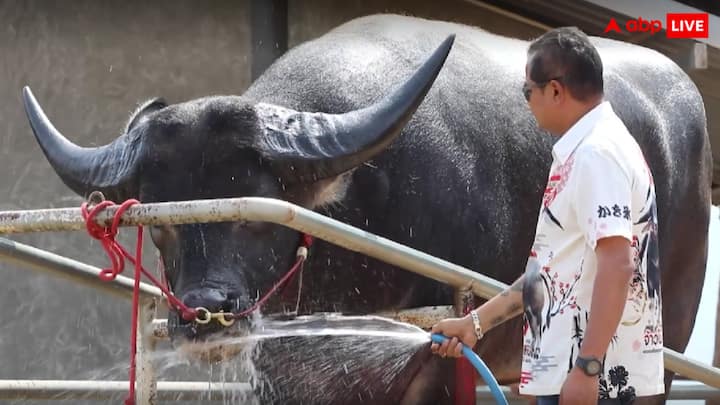 भैंसे के मालिक का कहना है कि
