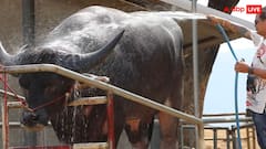 6 फीट लंबा और दिखने में दानव! ऐसा है दुनिया का सबसे बड़ा भैंसा किंग कॉन्ग, तस्वीरें देख फटी रह जाएंगी आंखें