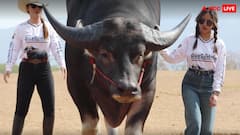 6 फीट लंबा और दिखने में दानव! ऐसा है दुनिया का सबसे बड़ा भैंसा किंग कॉन्ग, तस्वीरें देख फटी रह जाएंगी आंखें