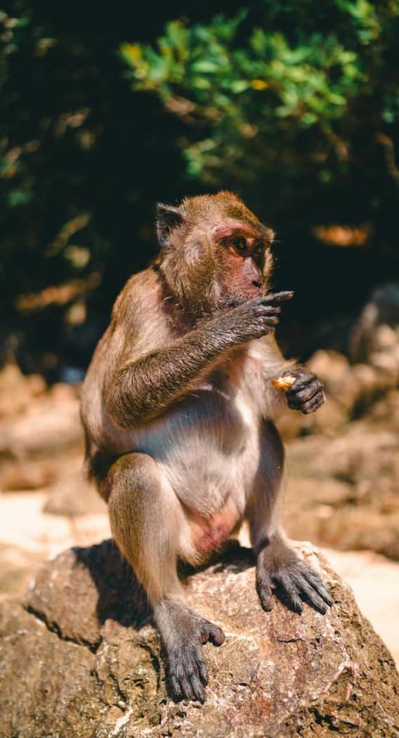 क्या वाकई बंदर नहीं जानता है अदरक का स्वाद?