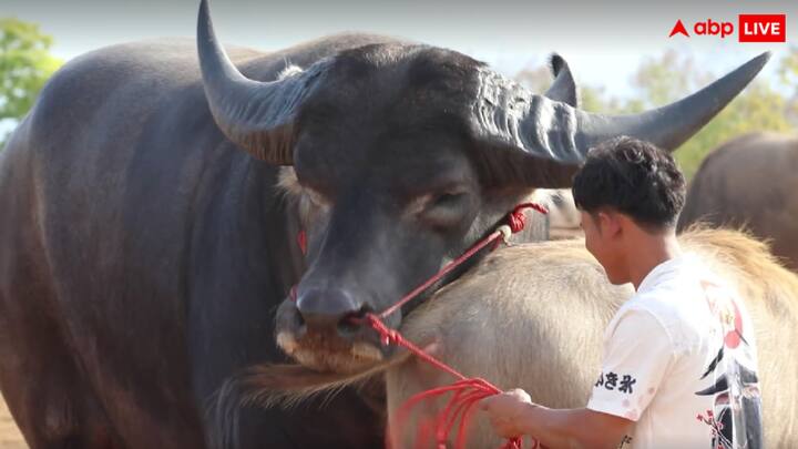 थाईलैंड के नाखोन रत्चासिमा में निनलानी फार्म में रहने वाले इस विशालकाय भैंसे की लंबाई खुर से लेकर कूबड़ तक 185 सेमी (6 फीट 0.8 इंच) है.
