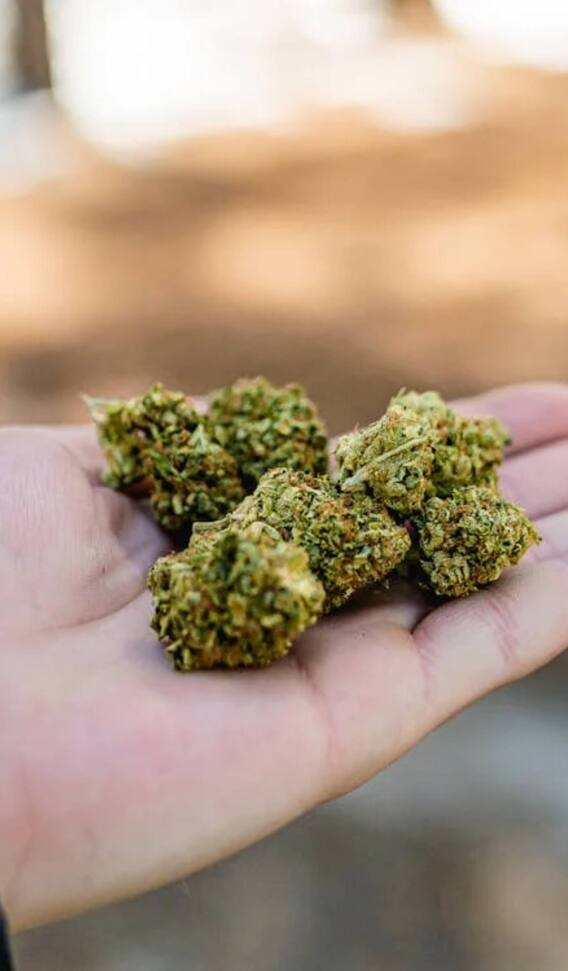 भारत के किस राज्य में सबसे ज्यादा होती है भांग की खेती?