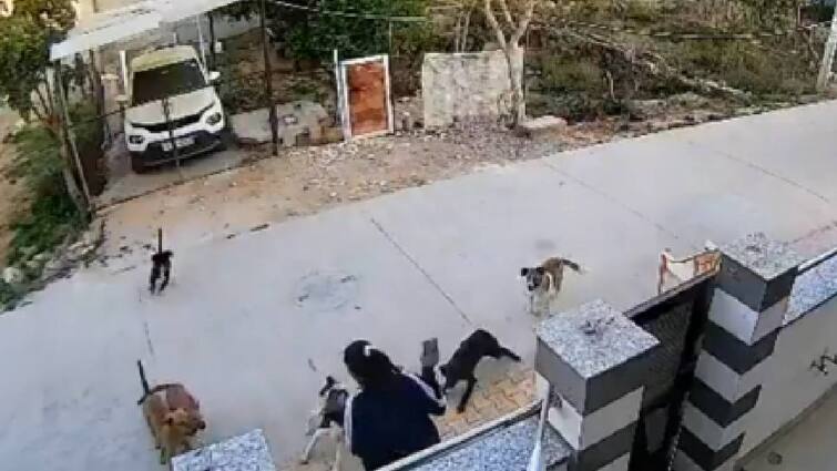 Pack of stray dogs maul 18-year-old in Rajasthan's Alwar, video goes viral போன் பேசிக்கொண்டு வந்த இளம்பெண்ணை சுத்துப் போட்ட தெருநாய்கள்! கைகோர்த்த பெண்கள்! வைரலாகும் வீடியோ