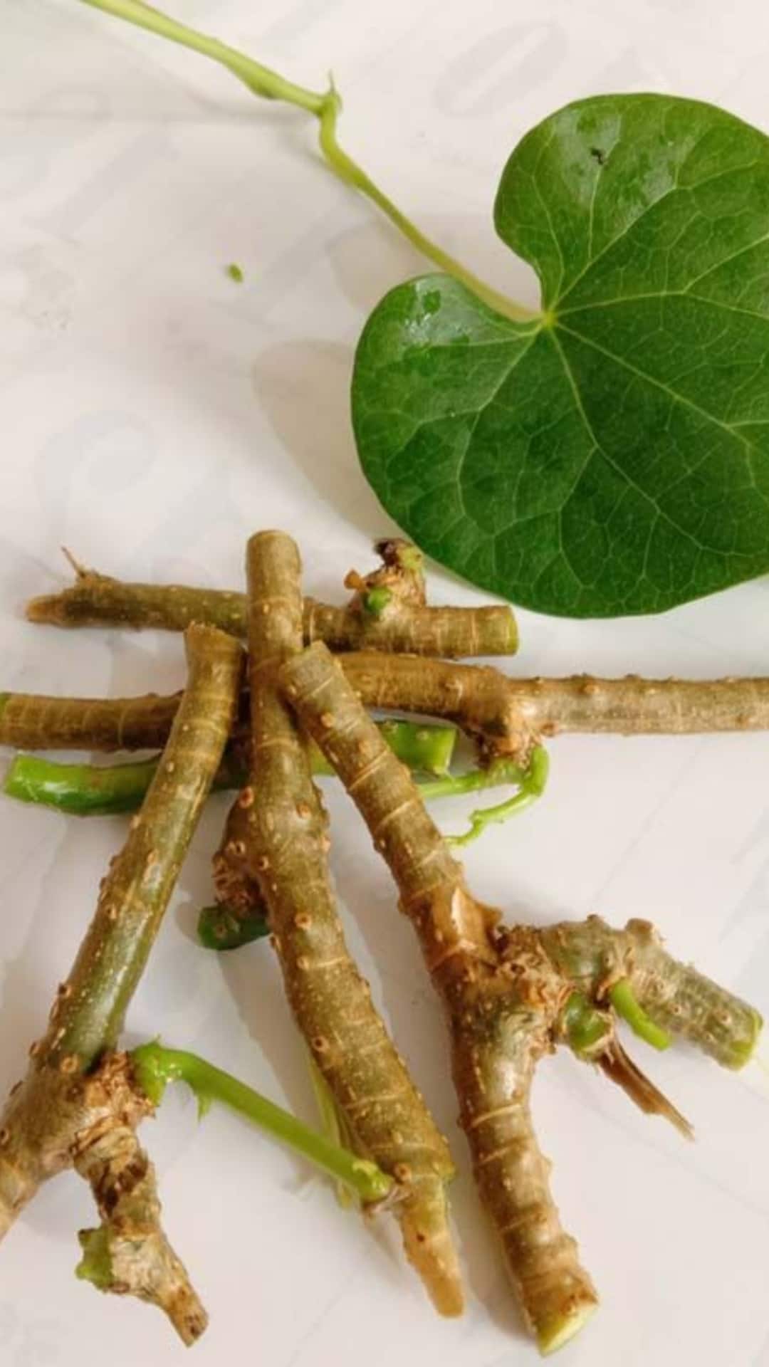 9 Reasons To Include Giloy In Your Daily Routine 9 Reasons To Include Giloy In Your Daily Routine