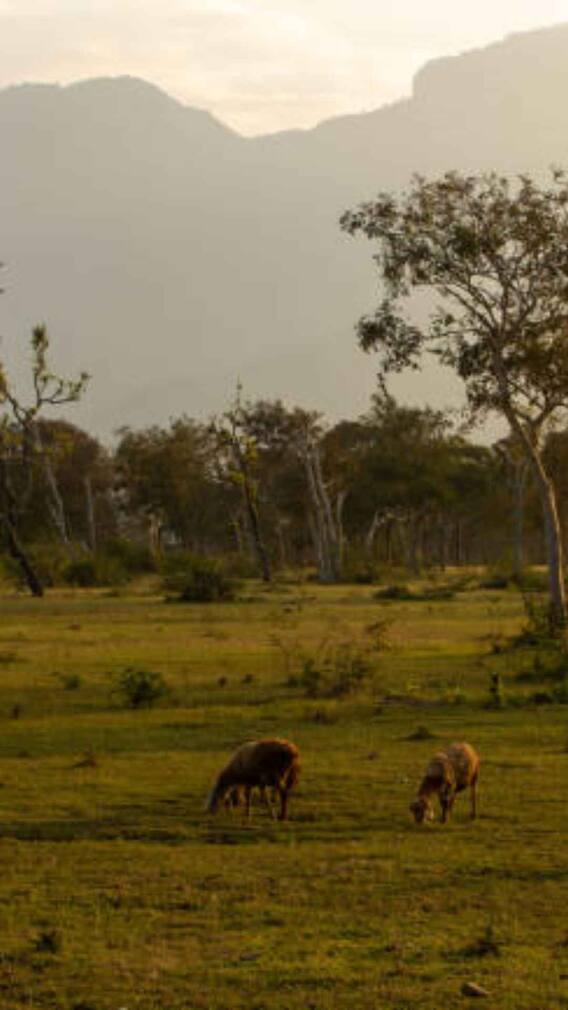 यह है भारत का सबसे प्रसिद्ध राष्ट्रीय उद्यान