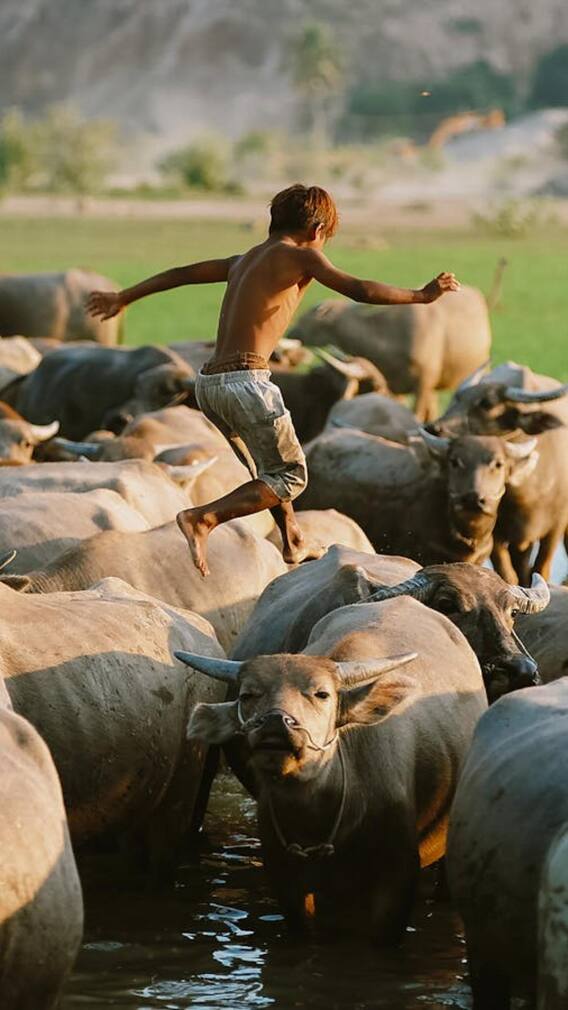 बुलेट क्लासिक 350 से कितनी भारी होती है मुर्रा भैंस?