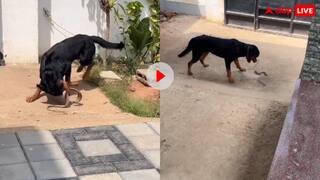 इस खूंखार ब्रीड के कुत्ते के सामने आ गया किंग कोबरा, पलक झपकते ही कर दिए दो टुकड़े- वीडियो वायरल
