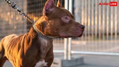 अपनी गर्लफ्रेंड के साथ सोया था शख्स, पालतू कुत्ते ने मार दी गोली! हैरान कर देगा ये मामला