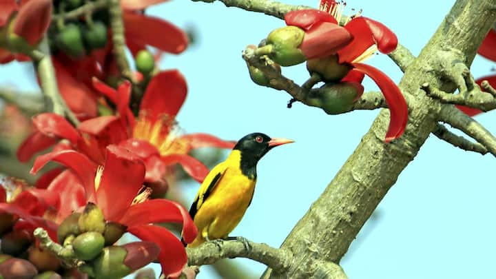 পারদ ঊর্ধ্বমুখী হবে। আগামী তিন দিনে কলকাতার তাপমাত্রা ফের ৩৫ ডিগ্রি সেলসিয়াস ছুঁতে পারে। জেলায় জেলায় তাপমাত্রা ৩৮ ডিগ্রি সেলসিয়াসে উঠে যেতে পারে বলে অনুমান আবহাওয়া দফতরের।