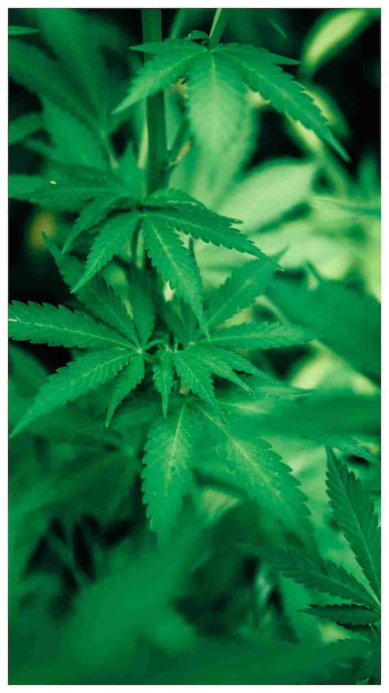 क्या कोई भी बेच सकता है भांग की गोली?