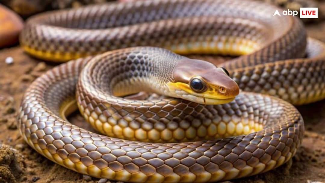 UP Man in ICU After Trying to Kiss Snake for Social Media Reel Near-Fatal Kiss: UP Man Critical After He Tries To Kiss Snake For Reel, Gets Bitten On Tongue