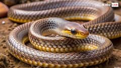 Near-Fatal Kiss: UP Man Critical After He Tries To Kiss Snake For Reel, Gets Bitten On Tongue