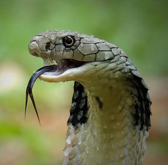 ਕੀ ਸੱਪ ਦੇ ਕੱਟਣ ਨਾਲ ਵੀ ਆਉਂਦਾ ਹਾਰਟ ਅਟੈਕ?