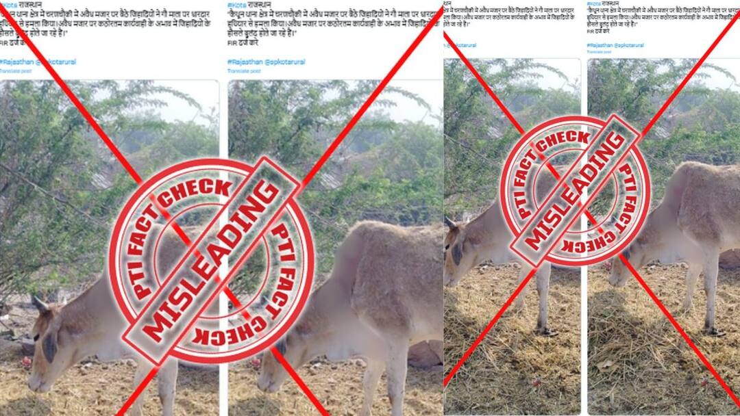 Fact Check: ரத்தம் வழியும் பசு..! மத ரீதியிலான மோதலா? இணையத்தில் வைரலாகும் புகைப்படம்