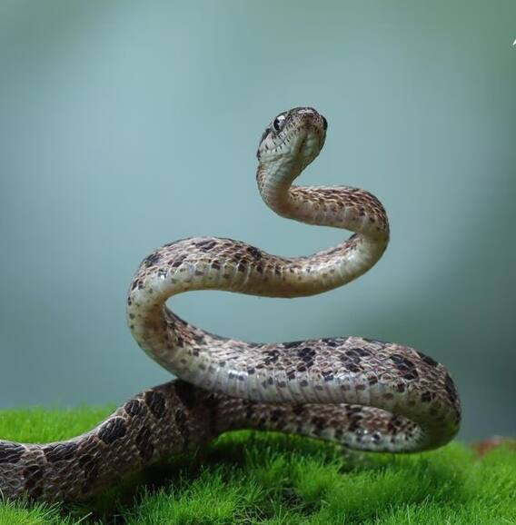 સપનામાં કયો સાપ દેખાય તો શું મળે છે સંકેત, જાણી લો...