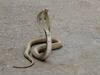 World Snake Day: ‘વિશ્વ સર્પ દિવસ’ - ગુજરાતમાં અંદાજે ૫૦થી વધુ સાપની પ્રજાતિઓ અસ્તિત્વમાં, જાણો ડિટેલ્સ