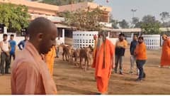 गोरखपुर में सीएम योगी ने गोवंश और पक्षियों संग मनाई होली, लगाया गुलाल, देखें खास तस्वीरें