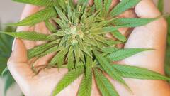 Use Of Cannabis In Medicines: दवाओं में होता है अफीम और भांग का इस्तेमाल, क्या इन्हें खाने से भी नशा चढ़ता है?