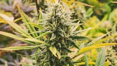 Use Of Cannabis In Medicines: दवाओं में होता है अफीम और भांग का इस्तेमाल, क्या इन्हें खाने से भी नशा चढ़ता है?