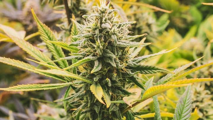 जिन राज्यों में मेडिकल मारुआना वैध है, उन्होंने इसे कई स्थितियों के लिए मंजूरी दी है. रिपोर्ट्स की मानें तो इनका इस्तेमाल गंभीर दर्द, मांसपेशियों में ऐंठन, कैंसर के इलाज की वजह से उल्टी, मिर्गी, एचआईवी आदि की दवाओं में इस्तेमाल किया जाता है.