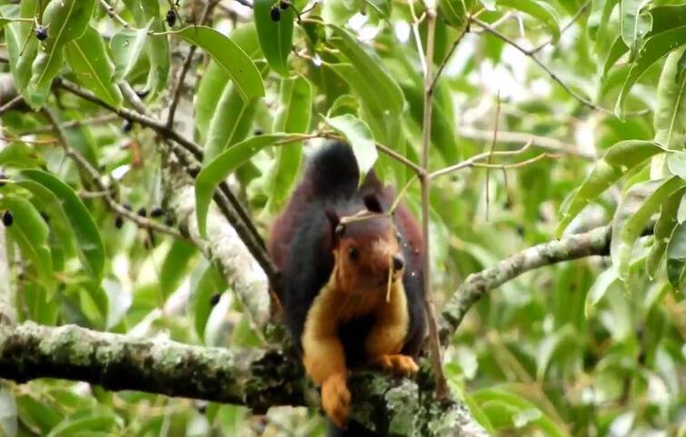 Malabar squirrels are becoming extinct in the forests of Kodaikanal tnn கொடைக்கானலில் அழிந்து வரும் அரியவகை மலபார் அணில்கள் - காரணம் என்ன?