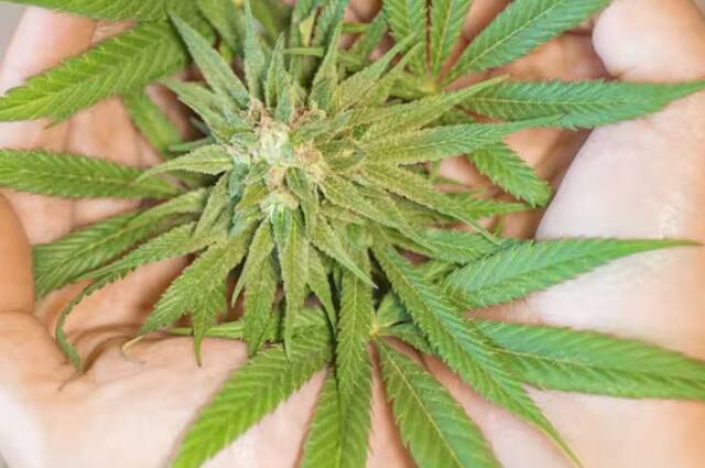 Use Of Cannabis In Medicines: ਭੰਗ ਅਤੇ ਅਫੀਮ ਵਰਗੀਆਂ ਚੀਜ਼ਾਂ ਦਾ ਸੇਵਨ ਖ਼ਤਰਨਾਕ ਨਸ਼ਾ ਪੈਦਾ ਕਰਦਾ ਹੈ। ਪਰ ਇਸ ਦੀ ਵਰਤੋਂ ਦਵਾਈਆਂ ਵਿੱਚ ਵੀ ਕੀਤੀ ਜਾਂਦੀ ਹੈ। ਇਨ੍ਹਾਂ ਦਵਾਈਆਂ ਦੇ ਸੇਵਨ ਨਾਲ ਨਸ਼ਾ ਹੁੰਦਾ ਹੈ।