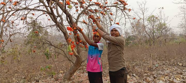 ఒకప్పుడు సహజసిద్ధమైన రంగుల తయారీకి మోదుగ పూలను ఉపయోగించేవారు..ఆదివాసీలు ఇప్పటికీ అదే ఫాలో అవుతున్నారు