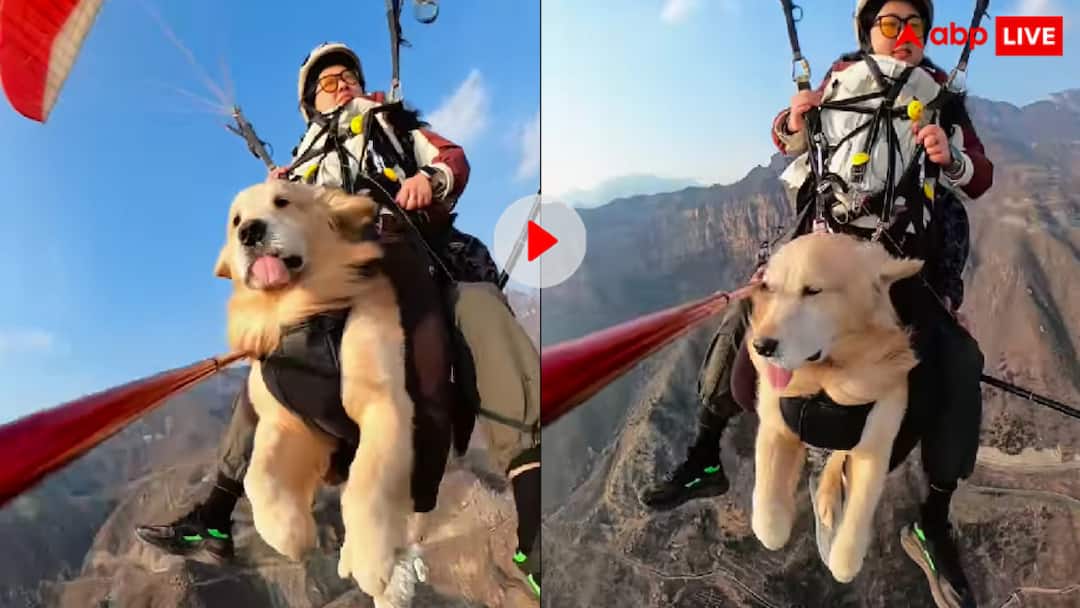 जिगर मां बड़ी आग है! मालिक के साथ पैराग्लाइडिंग कर रहे कुत्ते ने ये क्या कर दिया, यूजर्स बोले, कुत्ता नहीं शेर है Dog fearlessly did paragliding with his mistress video goes viral on social media जिगर मां बड़ी आग है! मालिक के साथ पैराग्लाइडिंग कर रहे कुत्ते ने ये क्या कर दिया, यूजर्स बोले, कुत्ता नहीं शेर है