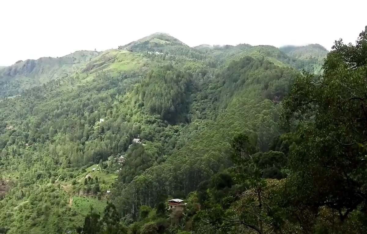 கொடைக்கானலில் அழிந்து வரும் அரியவகை மலபார் அணில்கள் - காரணம் என்ன?