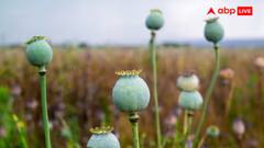 महाराष्ट्र: पुणे में सड़क के किनारे अफीम की खेती कर रही थी महिला, अब पुलिस ने लिया ये एक्शन