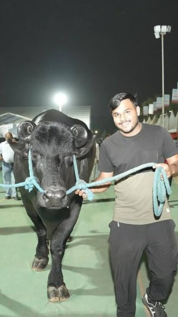 एक साल में कितना दूध देती है मुर्रा भैंस?