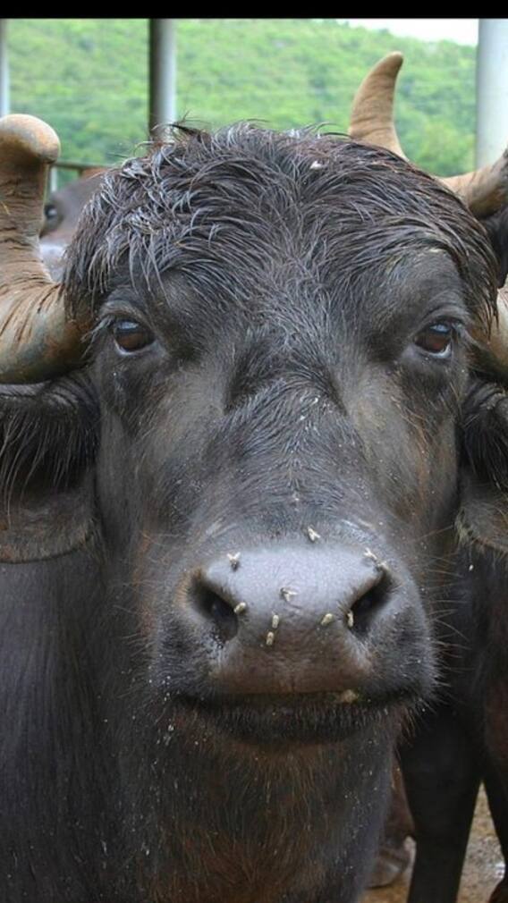 कहां से खरीद सकते हैं असली मुर्रा भैंस?