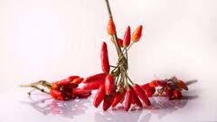 Why Chillies Are Hot: हरी मिर्ची से लेकर काली मिर्च तक...इन्हें खाने से तड़प उठता है इंसान, आखिर क्यों होती है इतनी तीखी?
