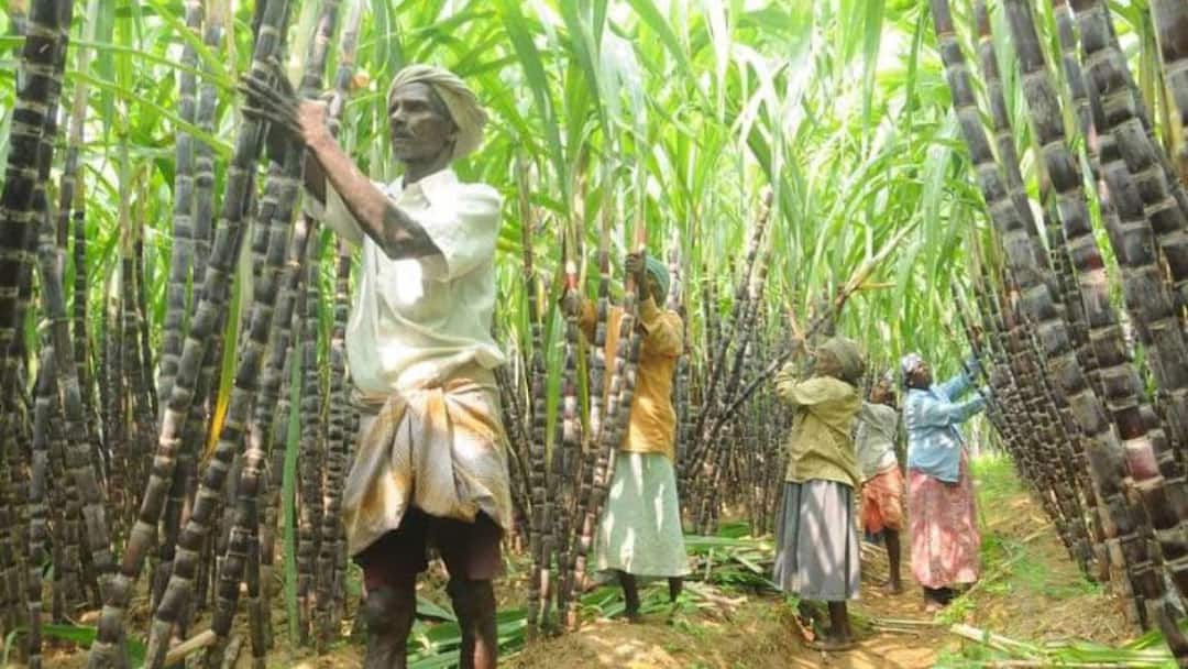 TN Agri Budget 2025: கரும்பு விவசாயிகளுக்கு தித்திப்பான சேதி..! ஊக்கத்தொகை அறிவித்த தமிழ்நாடு அரசு