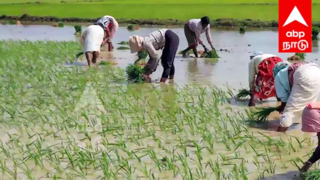 TN Agri Budget 2025: விவசாயிகள் கொண்டாட்டம் ..! ரூ.1,427 கோடி கடன் தள்ளுபடி - தமிழ்நாடு அரசு பட்ஜெட்டில் அறிவிப்பு