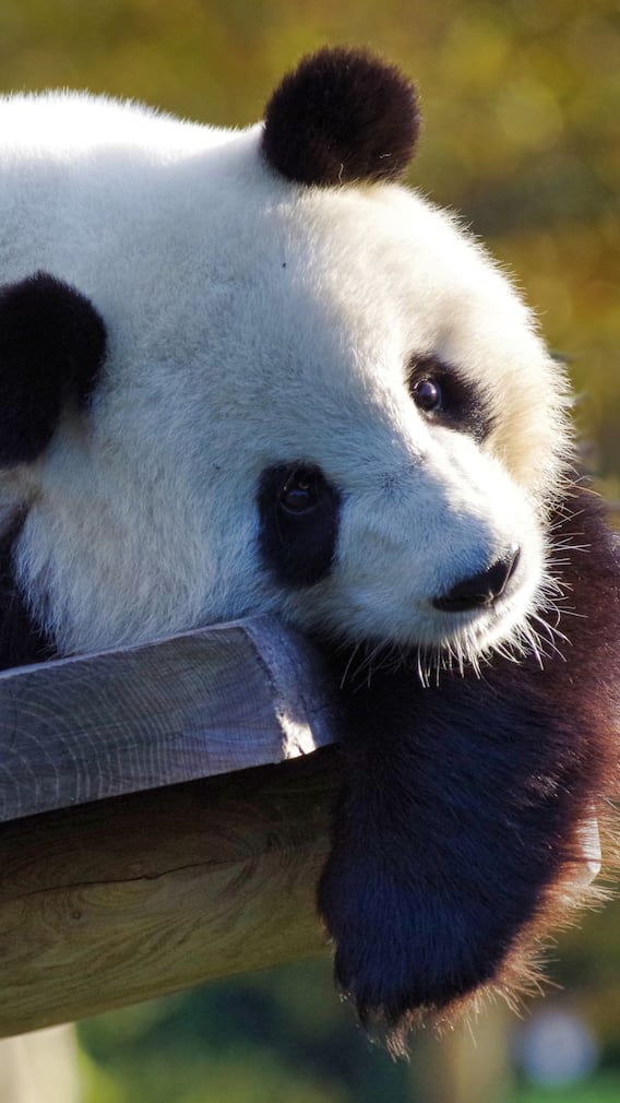 மூங்கில் பிரியர்கள்.. பாண்டாவை பற்றித் தெரியுமா?