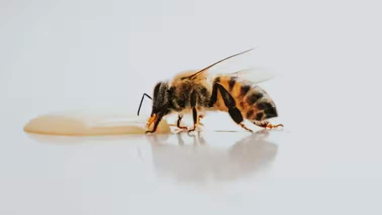 Remedy For Honey Bee Sting: શું ખરેખર મધમાખી કરડ્યા બાદ લોખંડ ઘસવાથી દુખાવો ઓછો થાય છે? જાણો હકિકત if-honey-bee-sting-then-applying-iron-is-really-low-in-swelling-know-the-truth Remedy For Honey Bee Sting: શું ખરેખર મધમાખી કરડ્યા બાદ લોખંડ ઘસવાથી દુખાવો ઓછો થાય છે? જાણો હકિકત