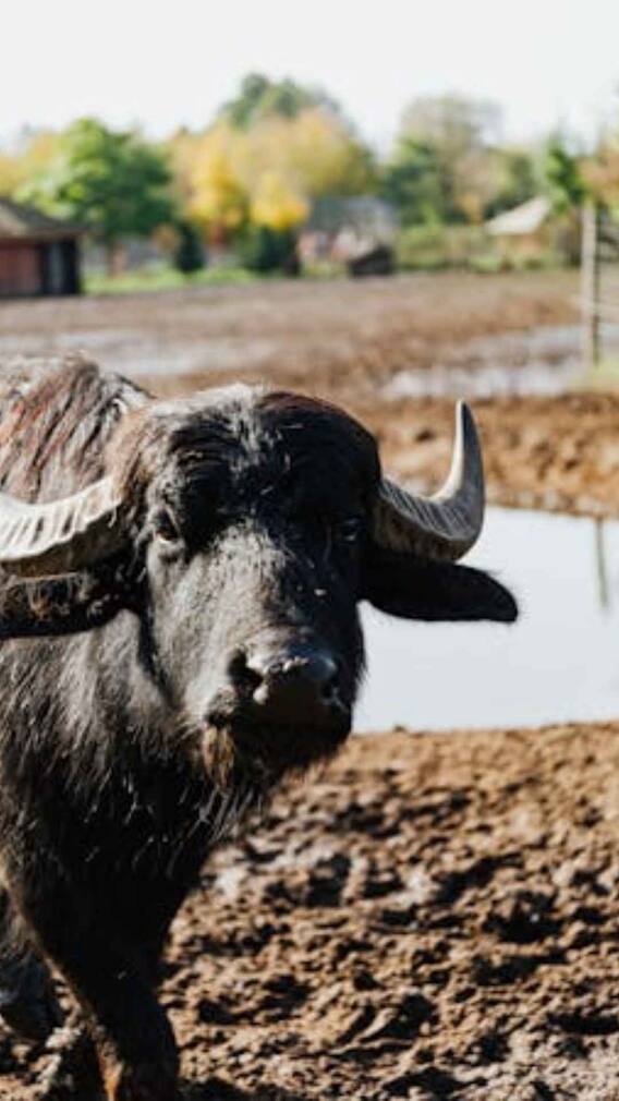 6 फीट लंबा और दिखने में दानव! ऐसा है दुनिया का सबसे बड़ा भैंसा