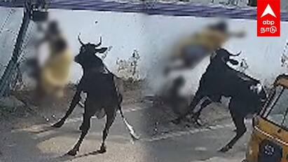Cattle Attack CCTV | குழந்தையை முட்டி தூக்கிய மாடு.. காப்பாற்ற முயன்ற தாய்! பதறவைக்கும் CCTV காட்சி!