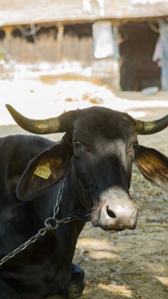 भारत के अलावा किन-किन देशों में पाली जाती है मुर्रा भैंस?