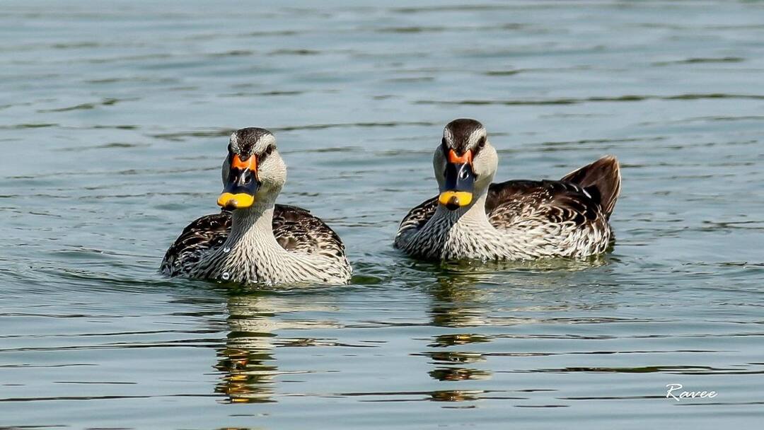 வந்தாங்க... முதல்முறையாக தஞ்சை பகுதிக்கு வந்தாங்க: யார் தெரியுங்களா?