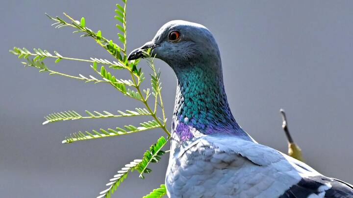 গরম এবং অস্বস্তিকর আবহাওয়া থাকবে দক্ষিণ ২৪ পরগনা, উত্তর ২৪ পরগনা, কলকাতা, হাওড়া, হুগলি, পূর্ব মেদিনীপুর, পূর্ব বর্ধমান, পুরুলিয়া, মুর্শিদাবাদ এবং নদিয়াতে।